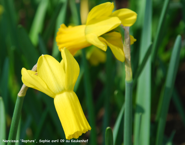 Narcissus 'rapture'