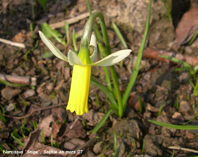 Narcissus 'Snipe'