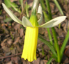 Narcissus 'Snipe'