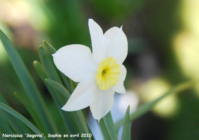 Narcissus 'Segovia'