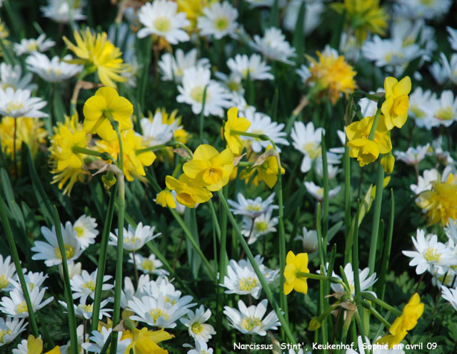 Narcissus 'Stint'