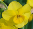 Narcissus 'Stint'