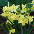 Narcissus 'Angel's Breath'