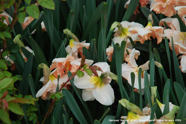 Narcissus 'Apricot Whirl'