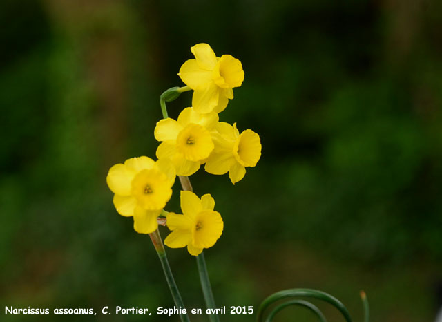 Narcissus assoanus