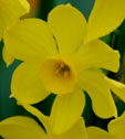 Narcissus 'Baby Boomer'