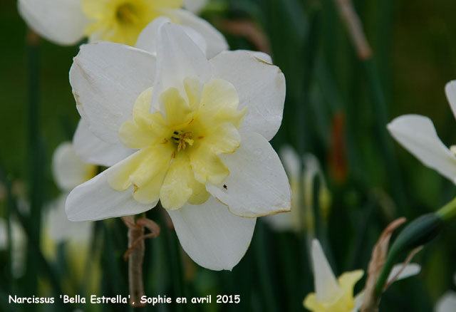 Narcissus 'Bella Estrella'