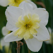 Narcissus 'Prom Dance'