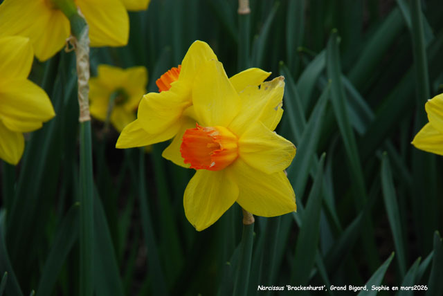 Narcissus 'Brackenhurst'