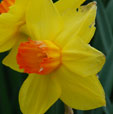 Narcissus 'Brackenhurst'