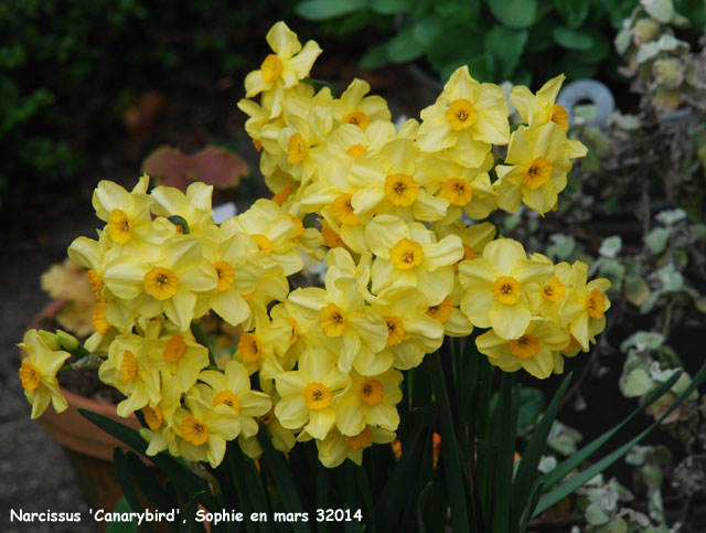 Narcissus 'Canary Bird'