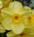 Narcissus 'Canary Bird'