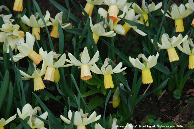 Narcissus 'Carice'