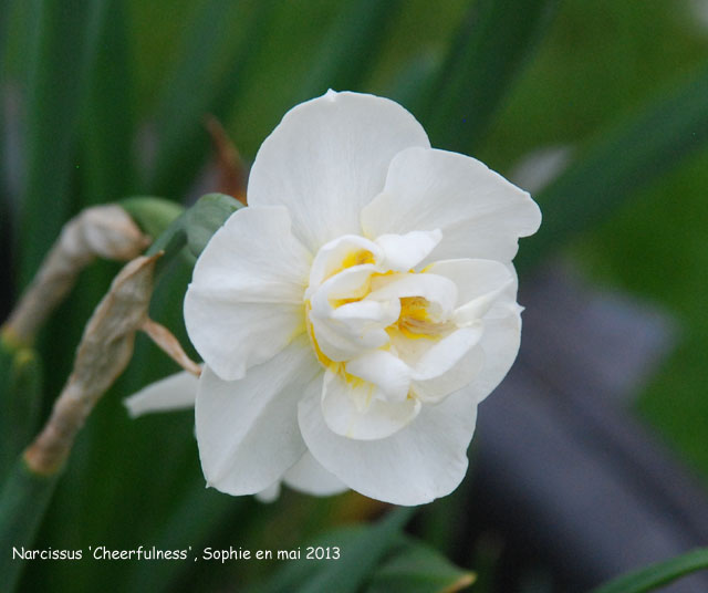 Narcissus 'Cheerfulness'