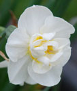 Narcissus 'Cheerfulness'