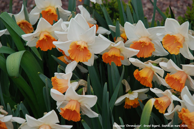 Narcissus 'Chromacolor'