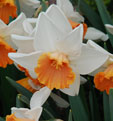 Narcissus 'Chromacolor'