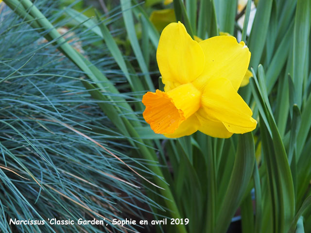 Narcissus 'Classic Garden'