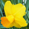 Narcissus 'Classic garden'