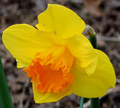 Narcissus 'Coral Crown'