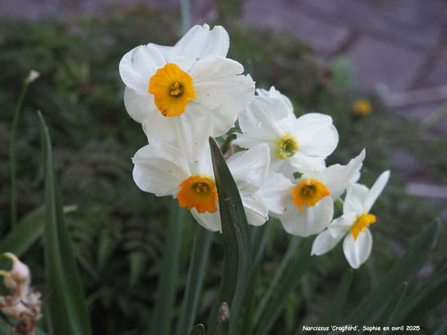 Narcissus 'Cragford'