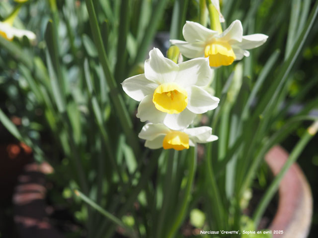 Narcissus 'Crevette'