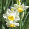 Narcissus 'Canary Bird'