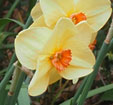 Narcissus 'Dear Lotte'