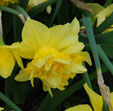 Narcissus 'Cheerfulness'