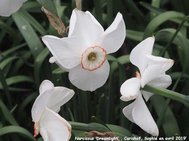 Narcissus 'Dreamlight'