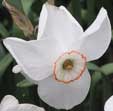 Narcissus 'Coral Crown'