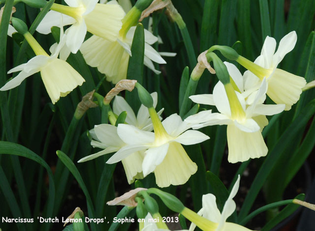 Narcissus 'Dutch Lemon Drop'
