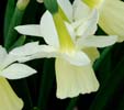 Narcissus 'Durch Lemon Drops'