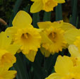 Narcissus 'Dutch Master'