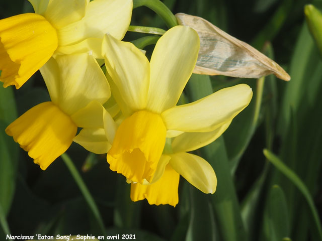 Narcissus 'Eaton Song'