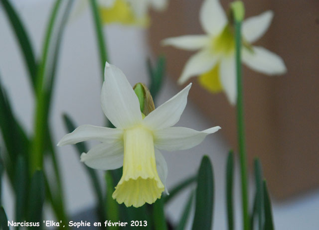 Narcissus 'Elka'