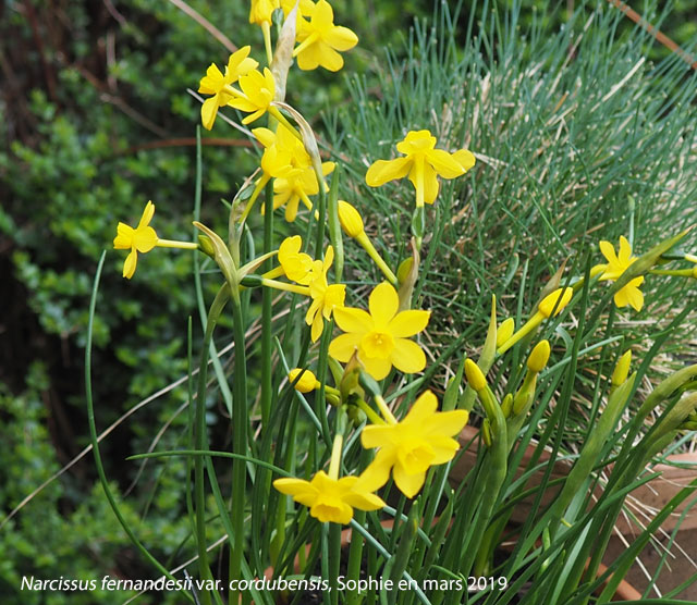 Narcissus fernandesii var. cordubensis