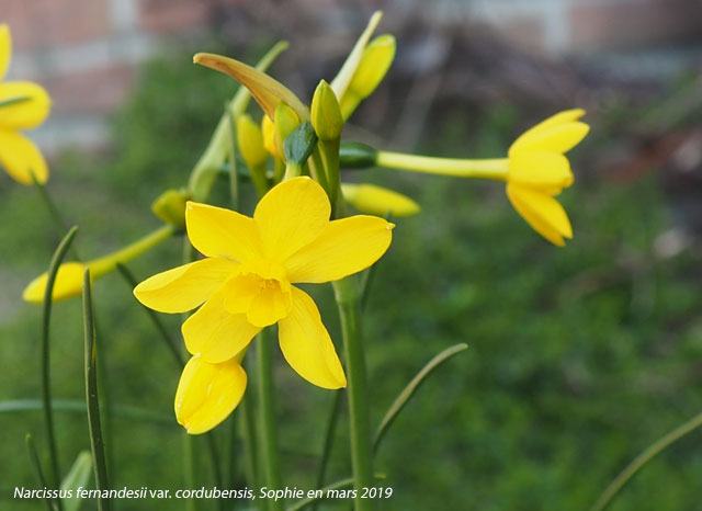 Narcissus fernandesii var. cordubensis