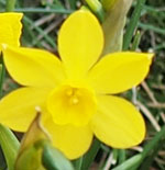 Narcissus ferdinandesii car. cordubensis