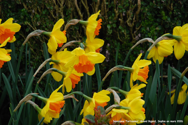 Narcissus 'Fortissimo'