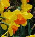 Narcissus 'Fortissimo'
