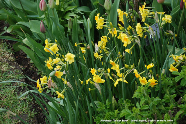 Narcissus 'Golden Dawn'