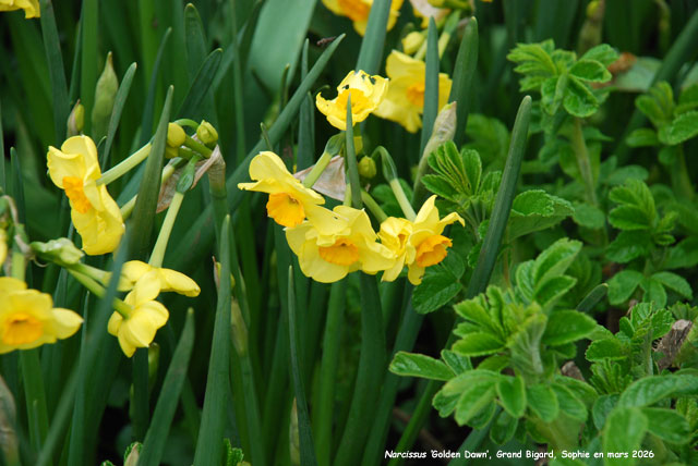 Narcissus 'Golden Dawn'
