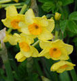 Narcissus 'Golden Dawn'