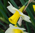 Narcissus 'Golden Echo'