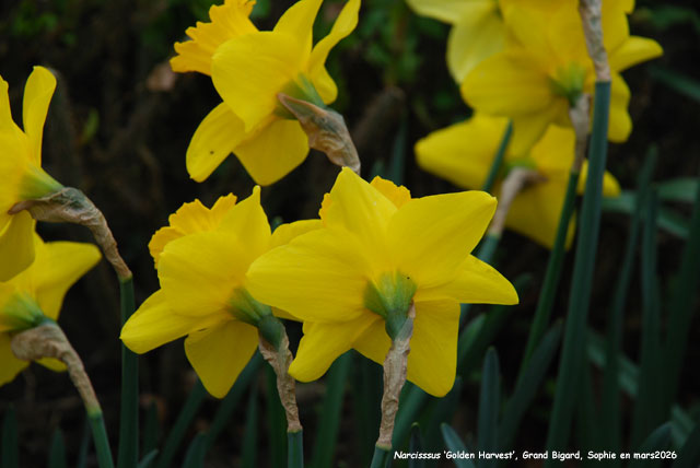 Narcissus 'Golden Harvest'