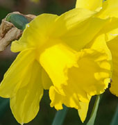 Narcissus 'Golden Harvest'