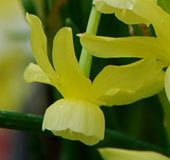 Narcissus 'Hawera'