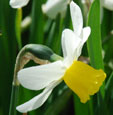 Narcissus 'Jack Snipe'