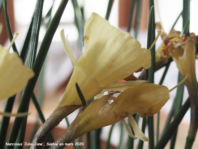 Narcissus 'Julia Jane'